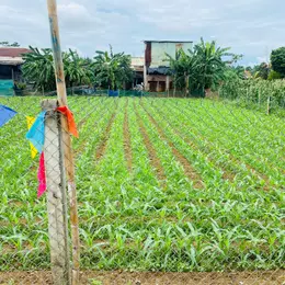 Đất Đại Cường - Đại Lộc diện tích rộng xây nhà vườn, biệt thự