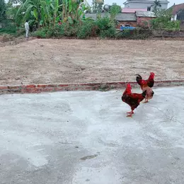 ĐẤT YÊN TÀNG BẮC PHÚ DT 117 M FUN THỔ CƯ GIÁ CỰC SÔC RƠI TIỀN LÀ LÃI