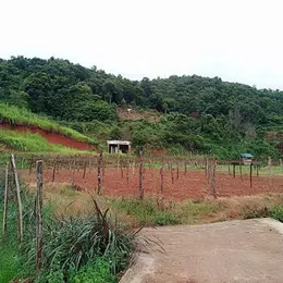 Bán gấp mảnh đất vị trí đắc địa lưng tựa núi mặt bám suối tại Mường Sang Mộc Châu.