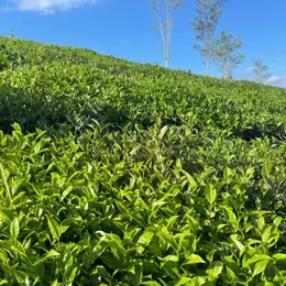 Siêu phẩm đất nghỉ dưỡng 1,2ha trung tâm TT nông trường Mộc Châu – View đồi chè tuyệt đẹp
