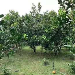 ĐI MỸ ĐỊNH CƯ CẦN BÁN GÁP LÔ ĐẤT 3000M2 GIÁ CHỈ 350 TRIỆU