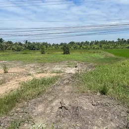 Cần bán đất nền tại ấp 10, xã Thuận Hưng, huyện Long Mỹ, tỉnh Hậu Giang (kế bên cầu Ba Phát). Giá: