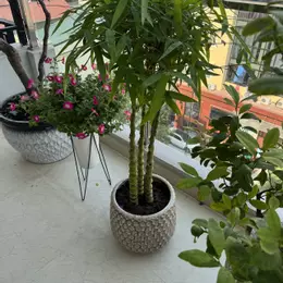 Bán nhà Bạch Mai làm văn phòng 132m2 - 9 tầng, MT 5,55m, ô tô vào nhà