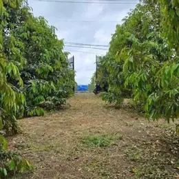 CẦN BÁN GẤP VƯỜN SẦU RIÊNG ĐỂ ĐI MỸ DIỆN TÍCH 3032