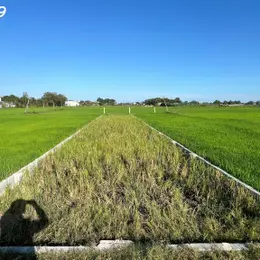 Đất thổ cư Phước Hội - TX LaGi chỉ 850 triệu full thổ cư sổ riêng