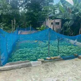 CẦN BÁN TRƯỚC TẾT LÔ ĐẤT CỔ ĐÔNG GIÁ 1.8 TỶ