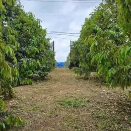 RA TẾT CÔ ÚT QUA MỸ ĐỊNH CƯ NÊN CẦN BÁN GẤP VƯỜN SẦU RIÊNG