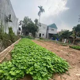 CẦN THANH KHOẢN NHANH 80M ĐẤT HIỀN NINH. FULL THỔ CƯ. MT 5,5M. ĐƯỜNG 4M. GIÁ 2,16 TỶ CÓ THƯƠNG
