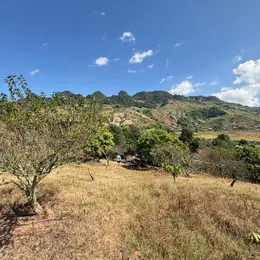 Bán Đất 9000m² Có 400m² Thổ Cư Tại Mộc Châu – View Cánh Đồng, Sẵn Nhà Sàn & Vườn Cây Trái