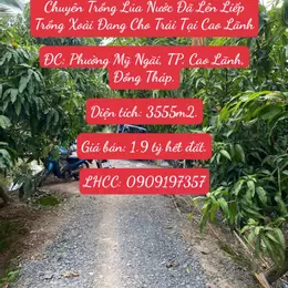 Bán 3555m2 (hơn 3.5 công) Đất Chuyên Trồng Lúa Nước Đã Lên Liếp Trồng Xoài Đang Cho Trái Cao Lãnh