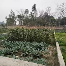 SIÊU PHẨM LÔ ĐẤT CHO CÁC NHÀ ĐẦU TƯ TẠI HIỆP HÒA BẮC GIANG GIÁ 5XX BÁN NHANH TRONG TUẦN