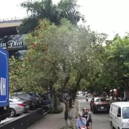 Bán Nhà Phố Phan Kế Bính  -Cống Vị  5 Tầng
