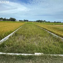 Chỉ 900 triệu lô đất 170m2 ODT Phường Phước Lộc - TX LaGI Sổ hông riêng
