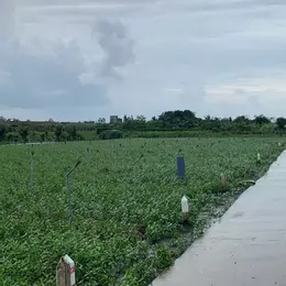 Bán gấp đất nền thổ cư Bà Lẫy Sổ sẵn công chứng ngay
