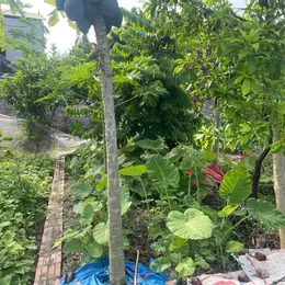 CHÍNH CHỦ CẦN BÁN 42 M2 GIAO TẤT A - THUẬN AN, GIÁ NHỈNH 2 TỶ, LIÊN HỆ 0985865658