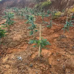 Bán đất tại xã Đạ Sar, Lạc Dương, Lâm Đồng, 400 triệu/1000m2 đẹp, nhiều tiện ích