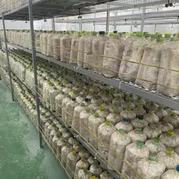 BÁN ĐẤ-  TẶNG XƯỞNG NẤM - PIN NĂNG LƯỢNG MẶT TRỜI MẶT TIỀN KINH DOANH - TẠI CỦ CHI - NGANG 18M -