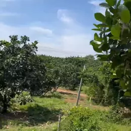 BÁN GẤP ĐẤT VƯỜN VIEW SÔNG ĐỒNG NAI – DIỆN TÍCH LỚN, GIÁ TỐT ĐẦU TƯ