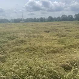 Bán gấp! Đất Đỗ Văn Dậy Tân Hiệp Hóc Môn 1ha, đầu tư sinh lời 39 tỷ.