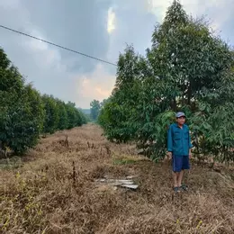 BÁN GẤP VƯỜN SẦU RIÊNG 10HA – ĐANG KHAI THÁC, CÓ THU NHẬP NGAY - Huyện Định Quán,Tỉnh Đồng Nai