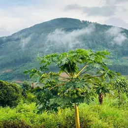 CHỦ CẮT LỖ BÁN GẤP LÔ ĐẤT ĐÔNG THANH LÂM HÀ LÂM ĐỒNG