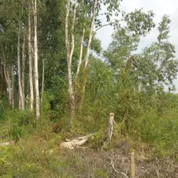 BÁN KHU TRANG TRẠI 5 NGÀN M2.TÂN THÔNG HỘI- CỦ CHI