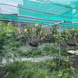 BÁN ĐẤT 2 MẶT TIỀN ĐƯỜNG DƯƠNG CÔNG KHI – DIỆN TÍCH LỚN – TIỀM NĂNG KHAI THÁC CAO