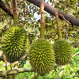 BÁN VƯỜN SẦU RIÊNG ĐẸP – ĐANG CHO TRÁI