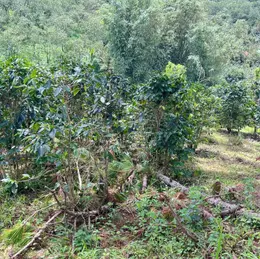 BÁN NHANH LÔ ĐẤT XUÂN TRƯỜNG - CẦU ĐẤT, ĐÀ LẠT