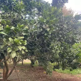 *** BÌNH LỘC - THÀNH PHỐ ĐỒNG NAI***
* Mảnh vườn đẹp diện tích 3,6 sào