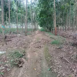 CẦN TIỀN XOAY VỐN ĐẦU TƯ NÊN BÁN GẤP 1HA ĐẤT CAO SU NON TẠI XÃ VĨNH HÒA, PHÚ GIÁO, BÌNH DƯƠNG –