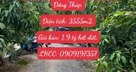 Bán 3555m2 (hơn 3.5 công) Đất Chuyên Trồng Lúa Nước Đã Lên Liếp Trồng Xoài Đang Cho Trái Cao Lãnh