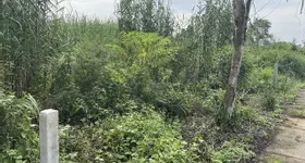 Cần bán gấp đất nền tại ấp 1, xã Vị Tân, TP Vị Thanh, tỉnh Hậu Giang (gần chợ phường VII). Giá: