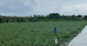 Bán gấp đất nền thổ cư Bà Lẫy Sổ sẵn công chứng ngay
