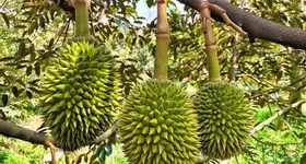 BÁN VƯỜN SẦU RIÊNG ĐẸP – ĐANG CHO TRÁI