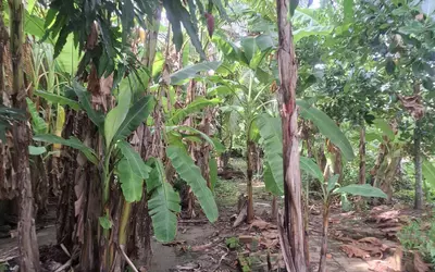 Cần bán nhanh lô đất Thị Trấn Ngã 6, Huyện Châu Thành Tỉnh Hậu Giang