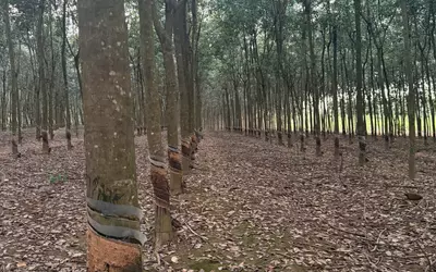 CHÍNH CHỦ BÁN GẤP ĐẤT - XÃ TÂN THÀNH – ĐỒNG XOÀI- BÌNH PHƯỚC