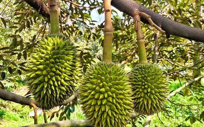 BÁN VƯỜN SẦU RIÊNG ĐẸP – ĐANG CHO TRÁI