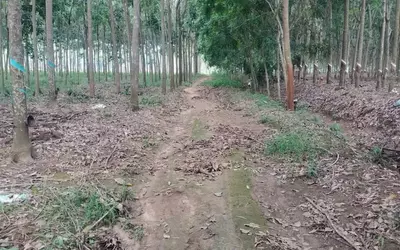 CẦN TIỀN XOAY VỐN ĐẦU TƯ NÊN BÁN GẤP 1HA ĐẤT CAO SU NON TẠI XÃ VĨNH HÒA, PHÚ GIÁO, BÌNH DƯƠNG –