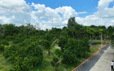 Bán Đất Vườn Mít Gần Trung Tâm Hành Chính Chơn Thành