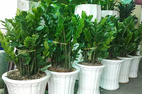 5 loại cây cảnh sẽ mang lại may mắn nên trồng trong nhà