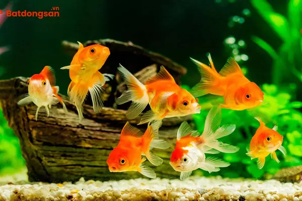 Mách bạn cách bài trí bể cá phong thuỷ nhất