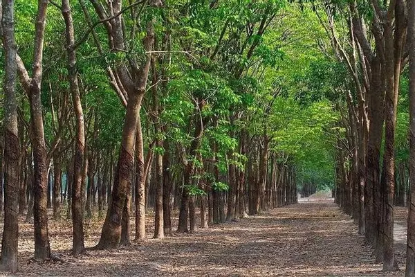 Đất 50 năm có được chuyển đổi thành đất ở được không?