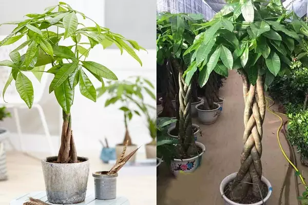Ý nghĩa phong thủy tích cực của cây kim ngân